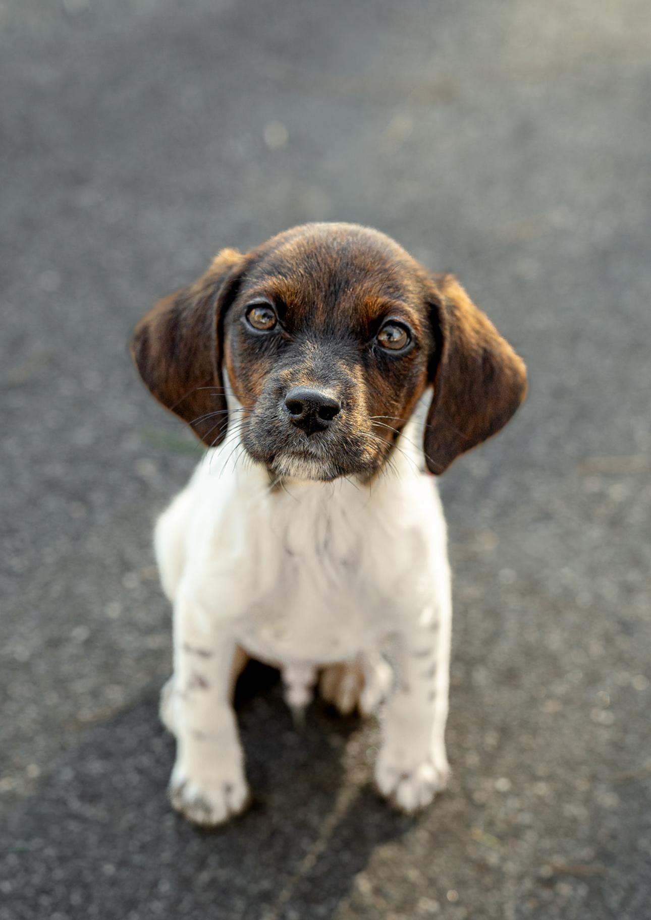 Enlarge Arnie, an adopted mixed breed in MOORESVILLE, NC image 1/4
