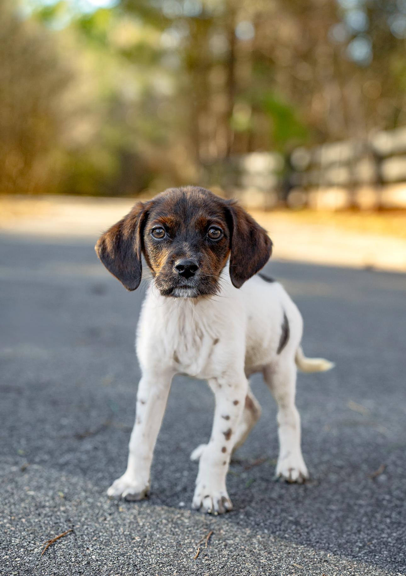 Enlarge Arnie, an adopted mixed breed in MOORESVILLE, NC image 4/4