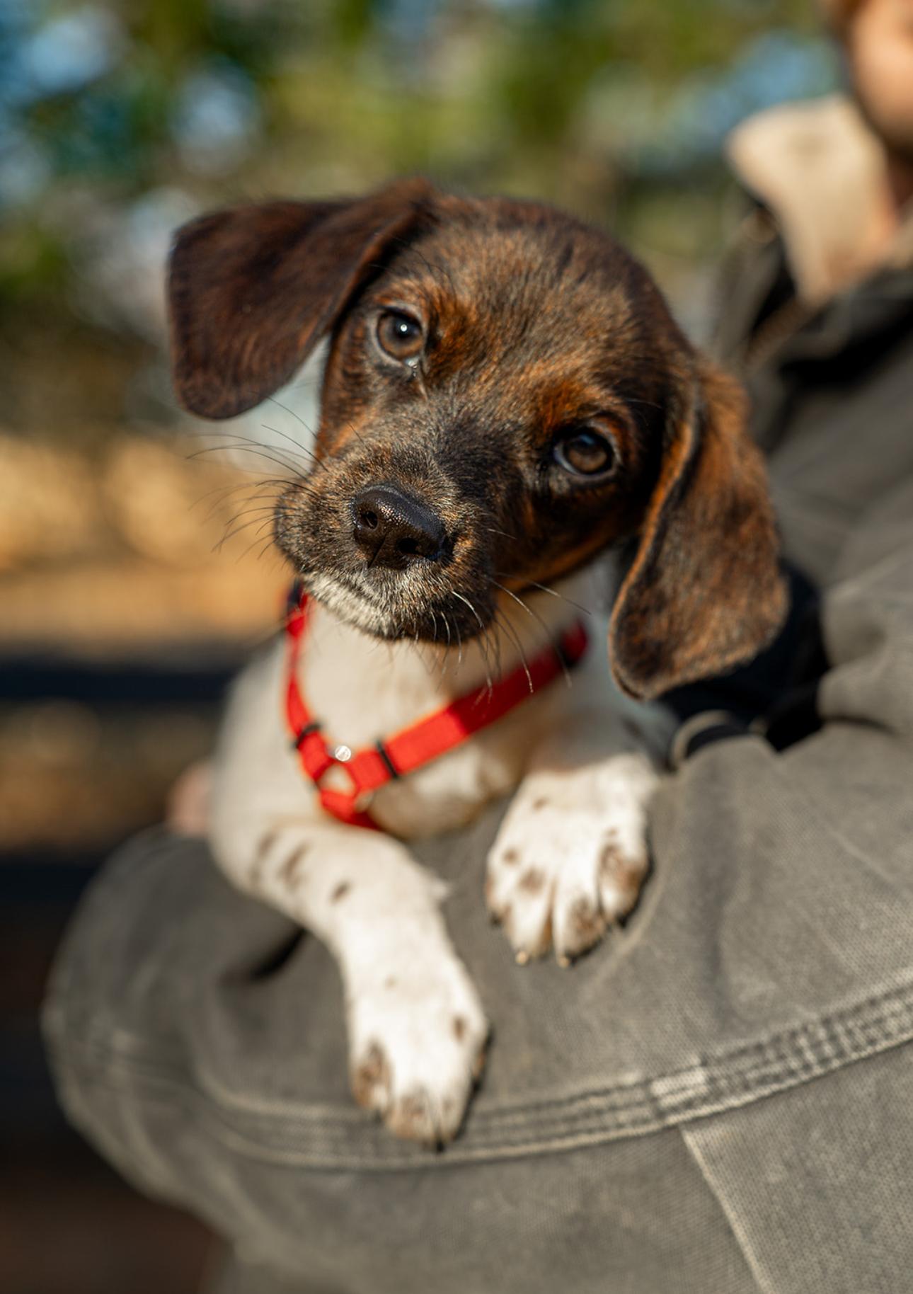 Enlarge Arnie, an adopted mixed breed in MOORESVILLE, NC image 2/4