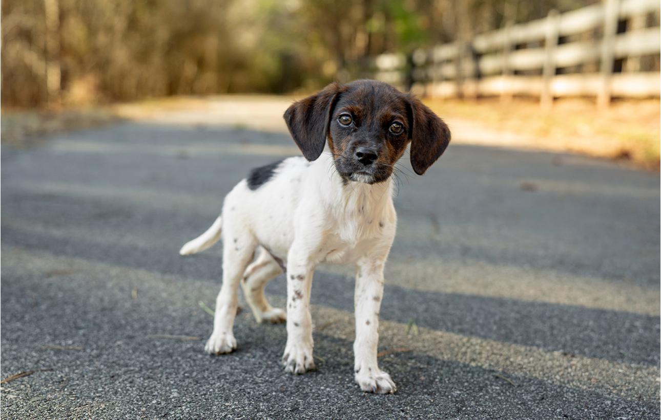 Enlarge Arnie, an adopted mixed breed in MOORESVILLE, NC image 3/4