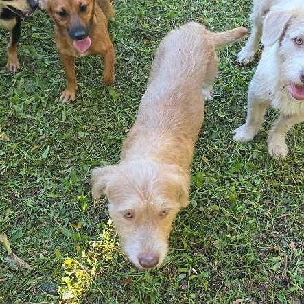 Enlarge Lennon, a Adoptable mixed breed in Albion, NY image 2/3