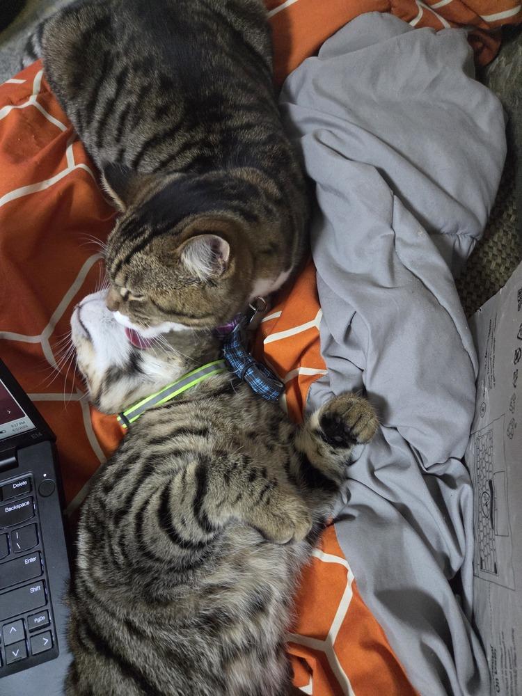 Enlarge Bert (must be adopted with Ernie), a Adoptable mixed breed in Pacifica, CA image 2/6