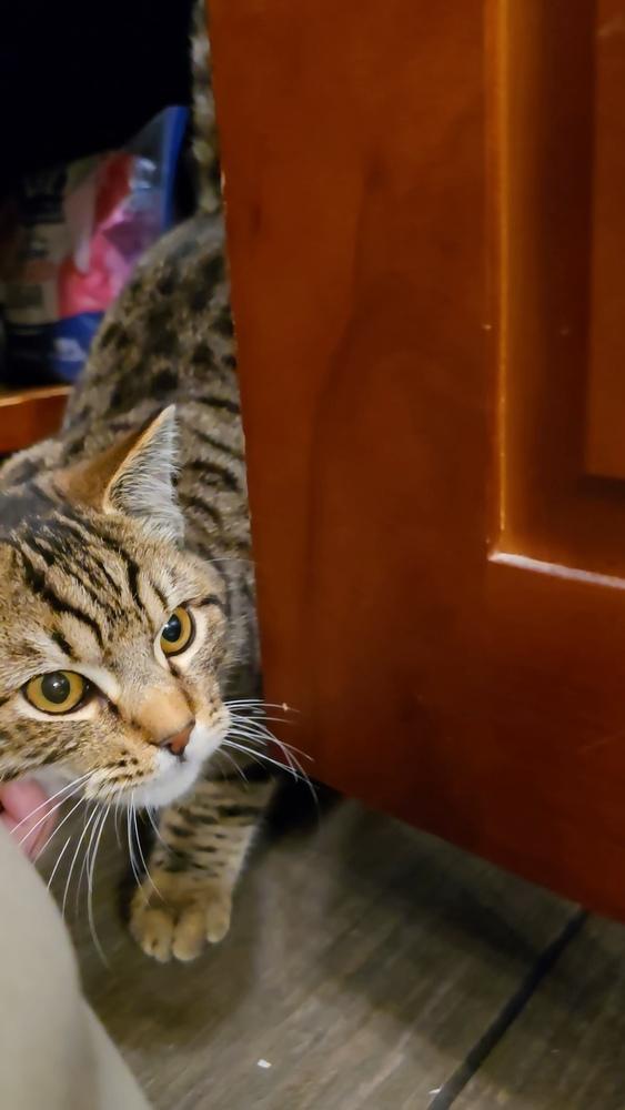 Bert, a Adoptable mixed breed in Pacifica, CA image 2/3