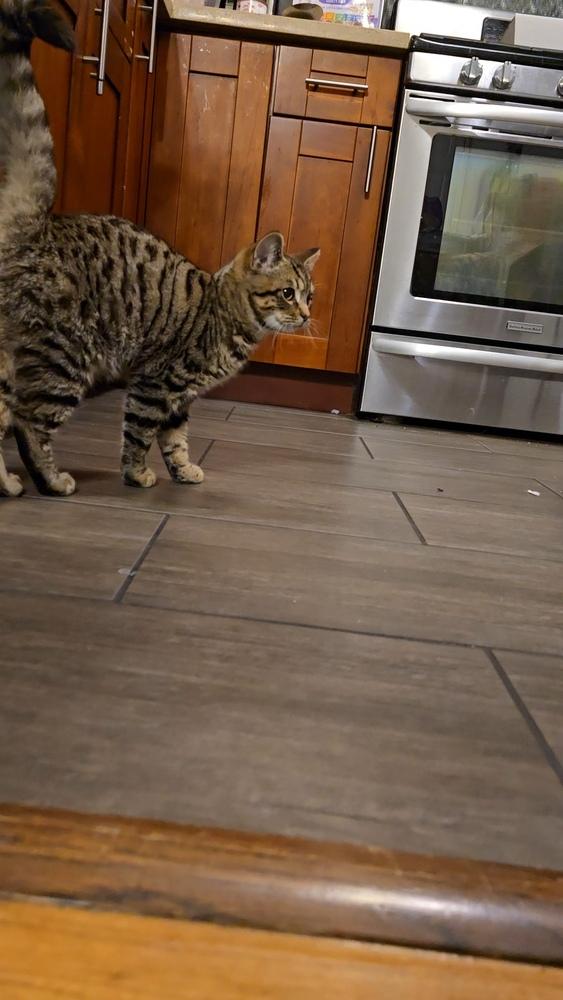 Bert, a Adoptable mixed breed in Pacifica, CA image 3/3