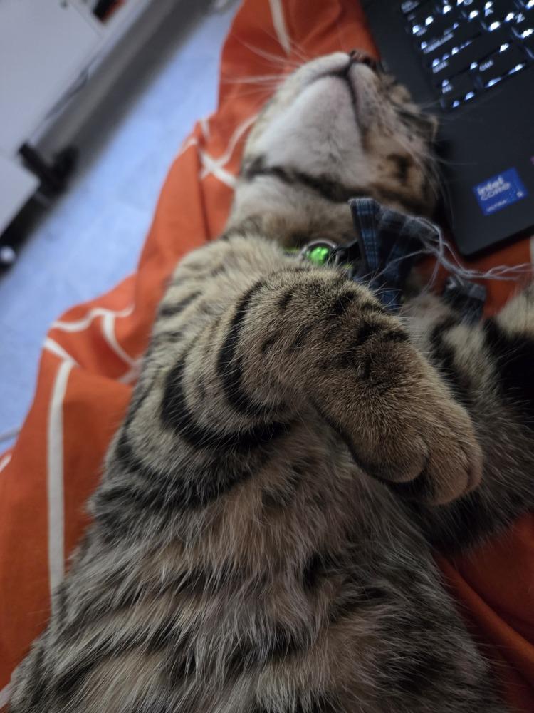 Enlarge Bert (must be adopted with Ernie), a Adoptable mixed breed in Pacifica, CA image 6/6