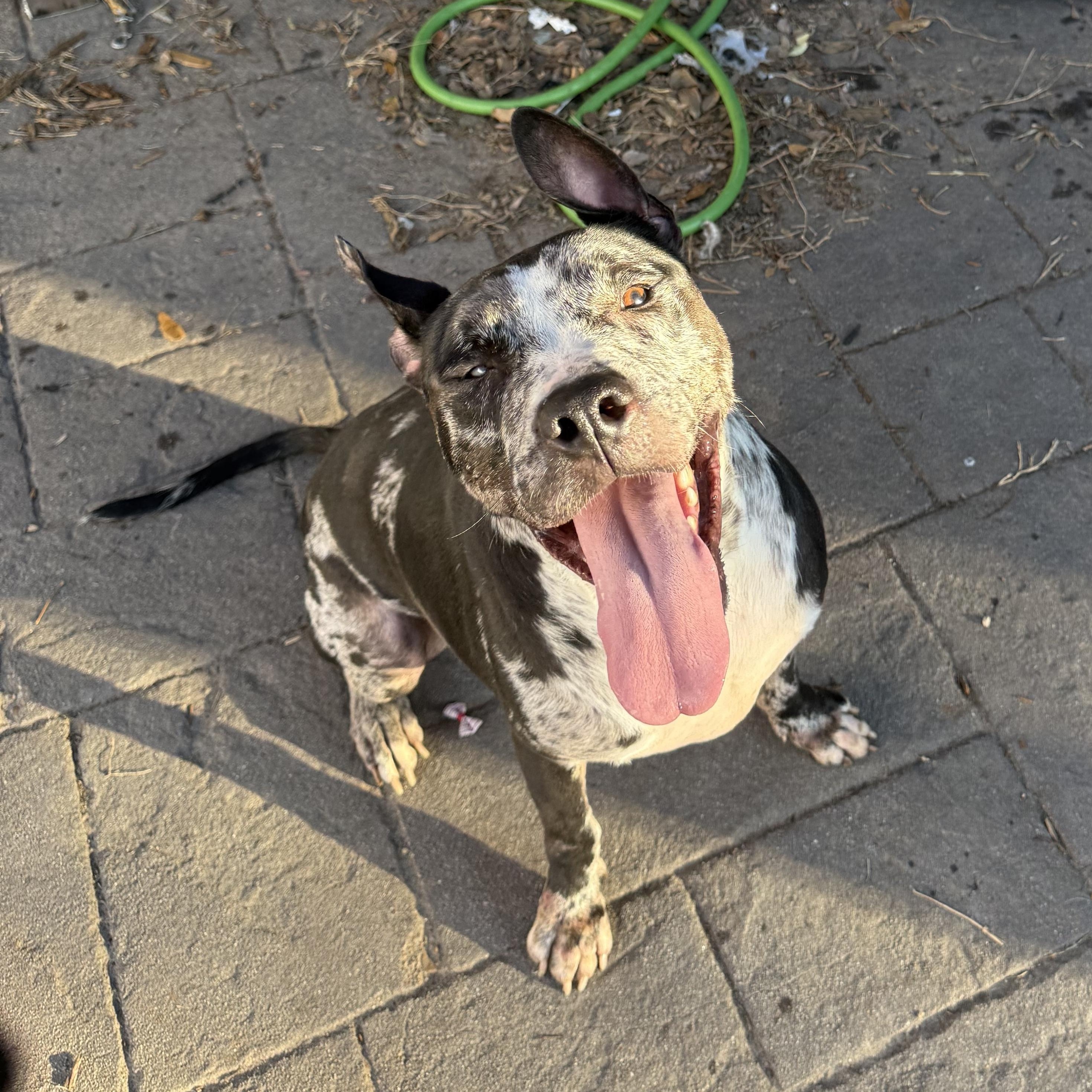 Enlarge Tank, a ADOPTABLE Mixed Breed in Blacksburg, VA image 5/6