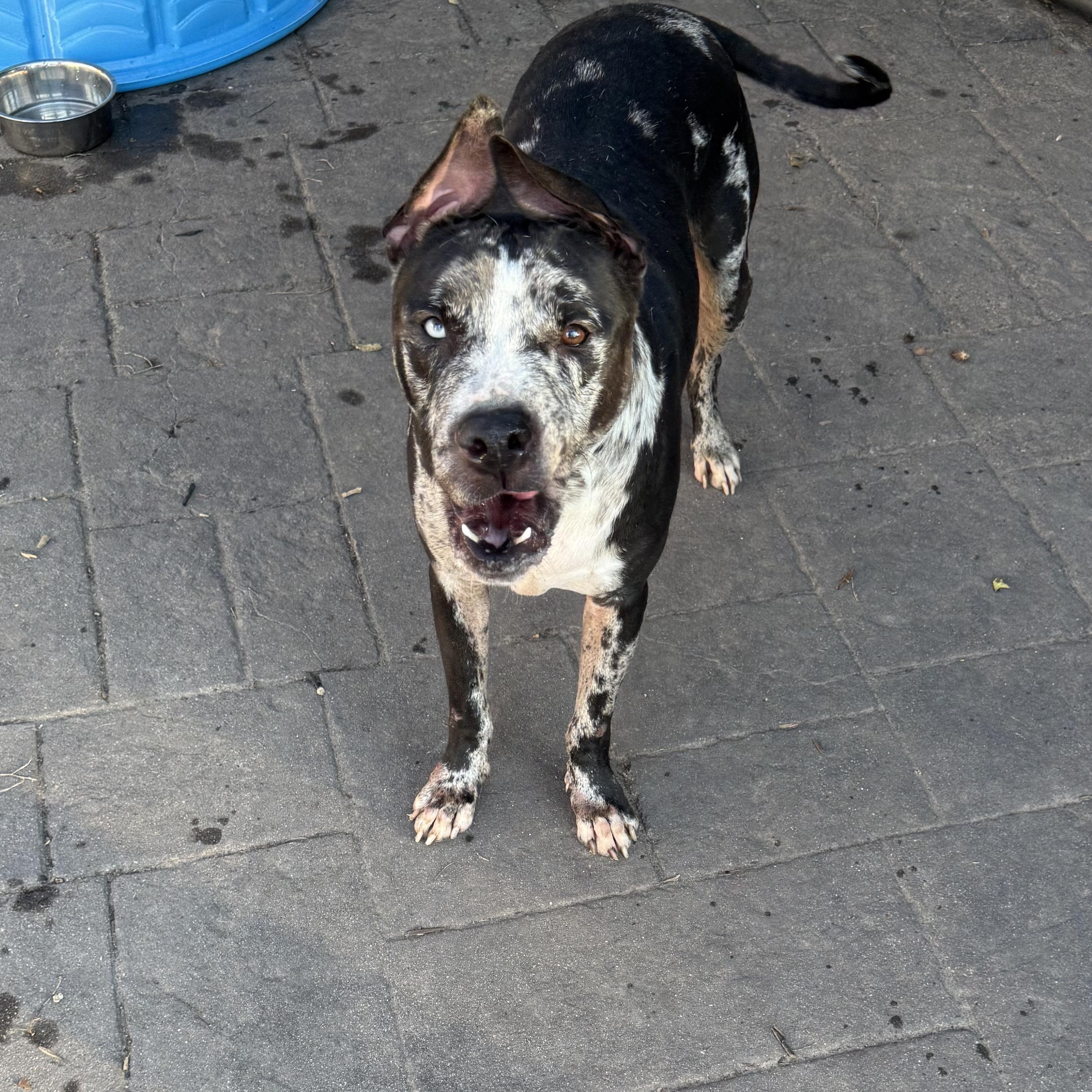 Enlarge Tank, a ADOPTABLE Mixed Breed in Blacksburg, VA image 2/6