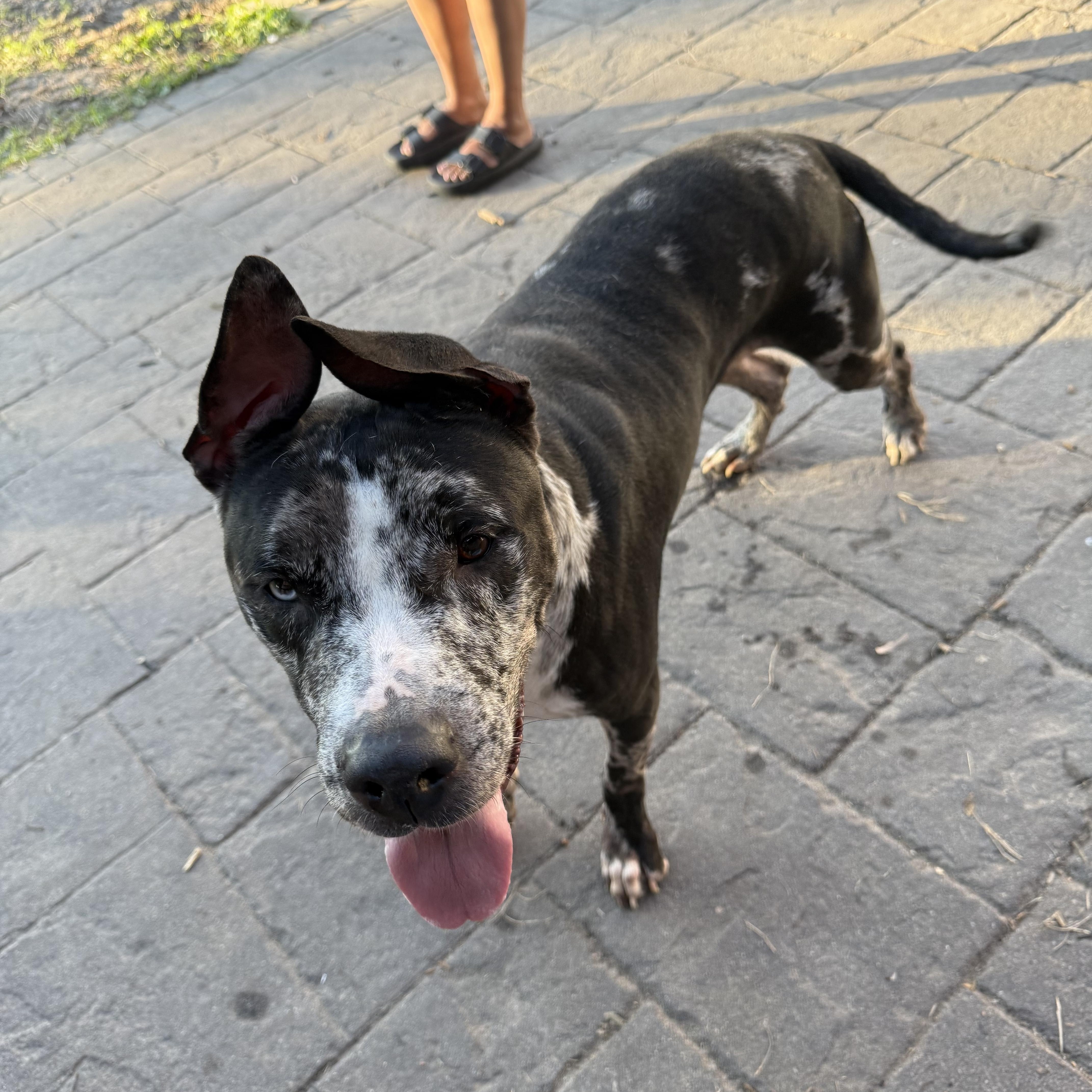 Tank, ADOPTABLE, Adult Male Mixed Breed.