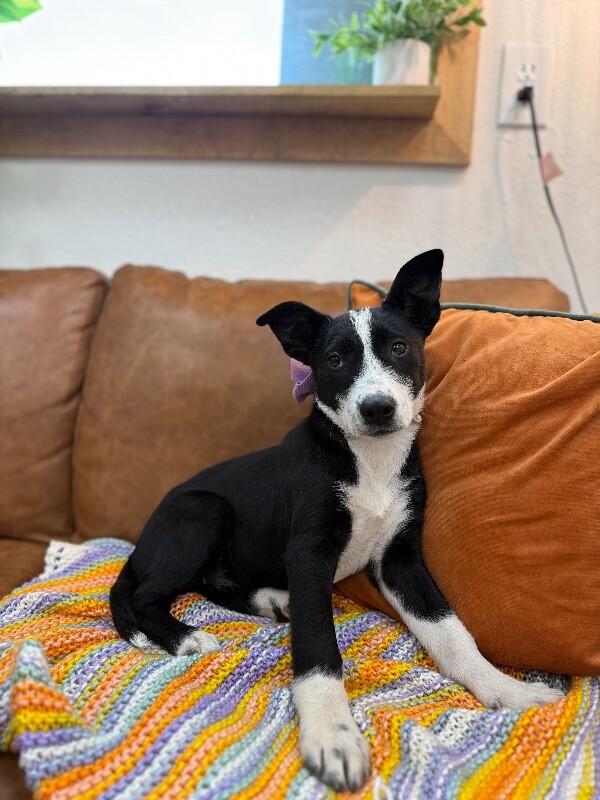 Moon Dove Snuggleton