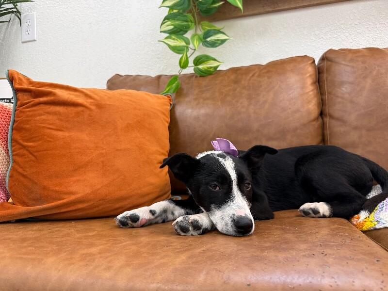 Moon Dove Snuggleton — thumbnail 2