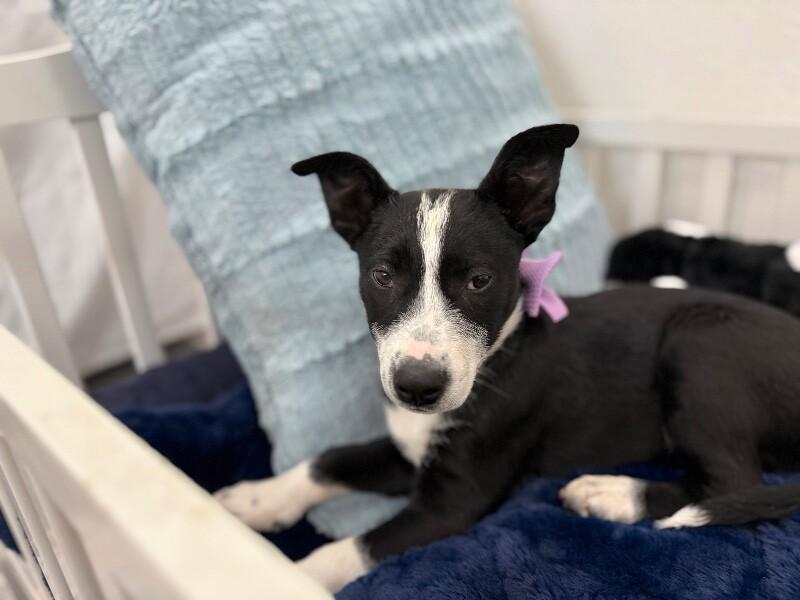 Moon Dove Snuggleton — thumbnail 3