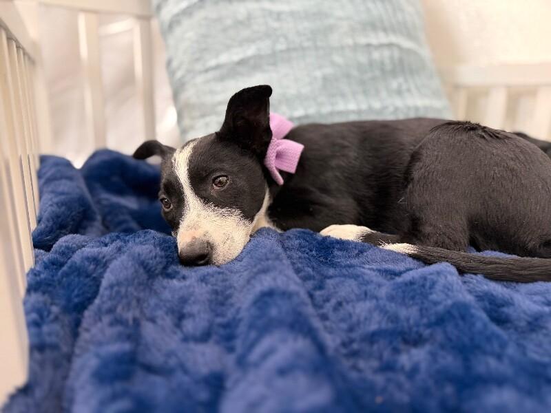 Moon Dove Snuggleton — thumbnail 4