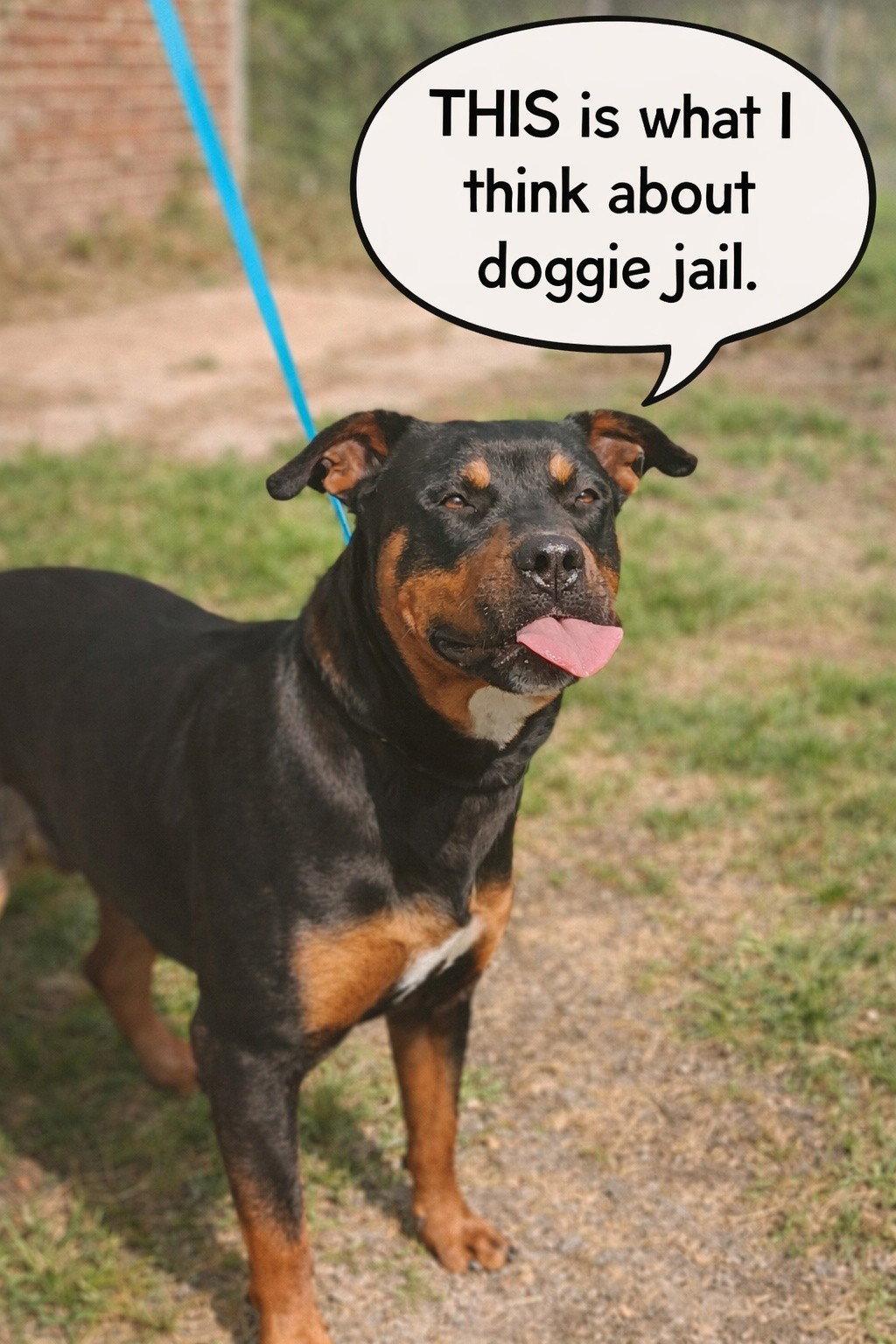 Lucy 26/164, Adopted, Adult Female Rottweiler.