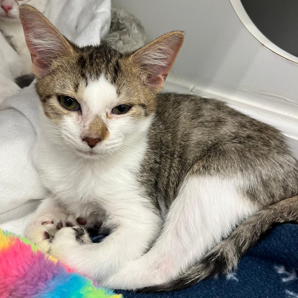 Sokka, Adoptable, Kitten Male Domestic Short Hair.