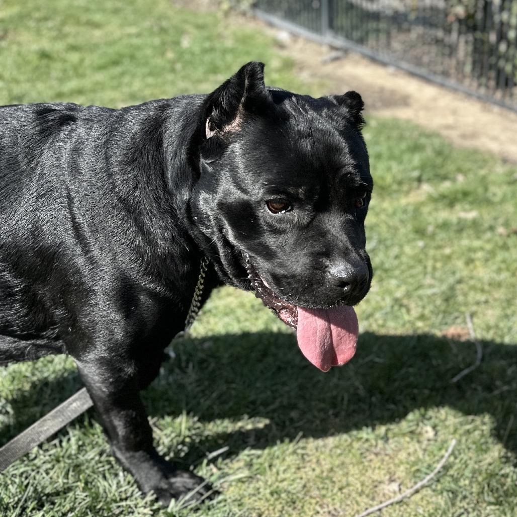 Cricket - ECAS, Adoptable, Adult Female Cane Corso.