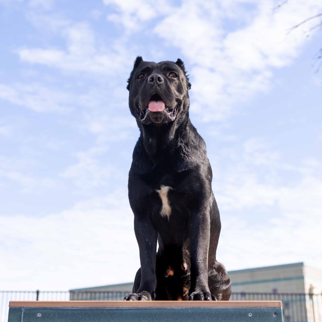 Enlarge Cricket - ECAS, a Adoptable mixed breed in Pleasanton, CA image 2/6