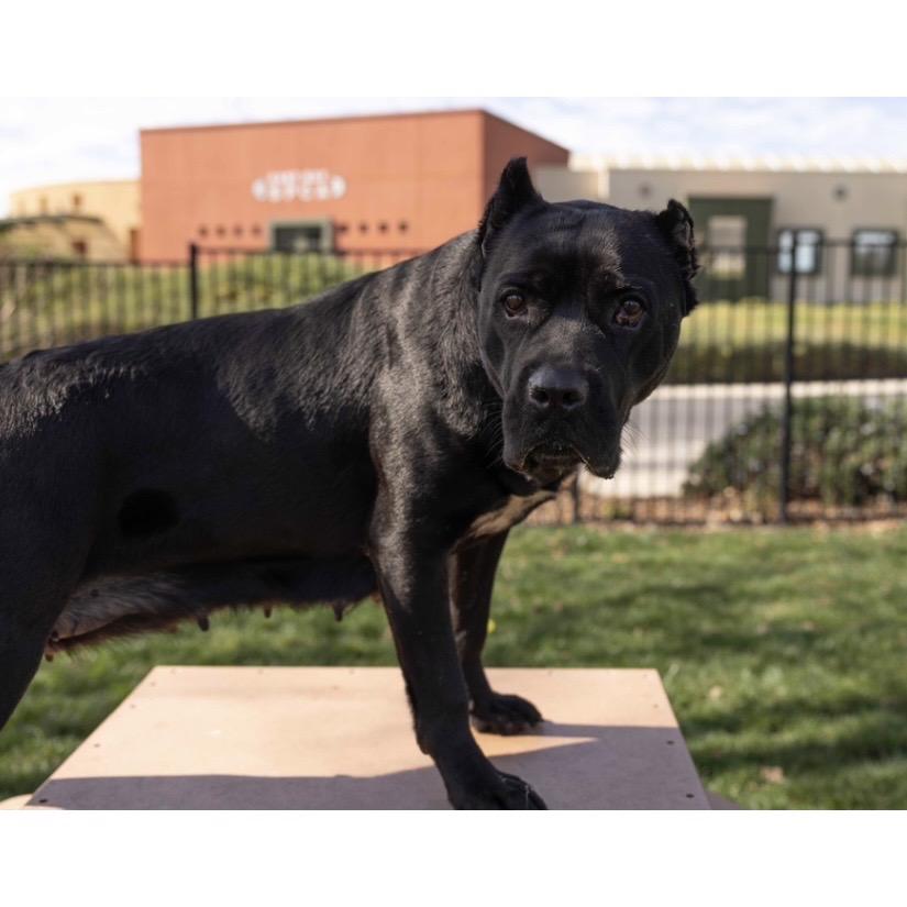 Enlarge Cricket - ECAS, a Adoptable mixed breed in Pleasanton, CA image 3/6