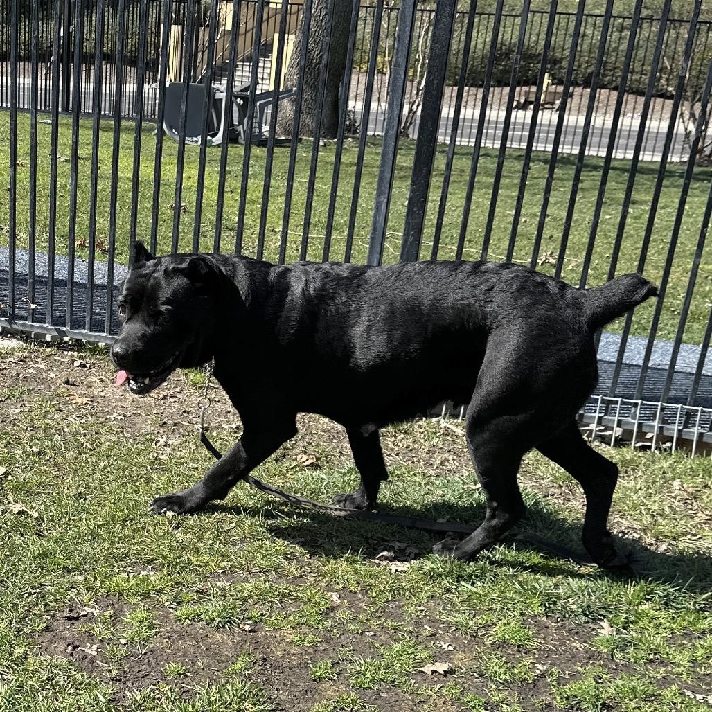 Enlarge Cricket - ECAS, a Adoptable mixed breed in Pleasanton, CA image 4/6