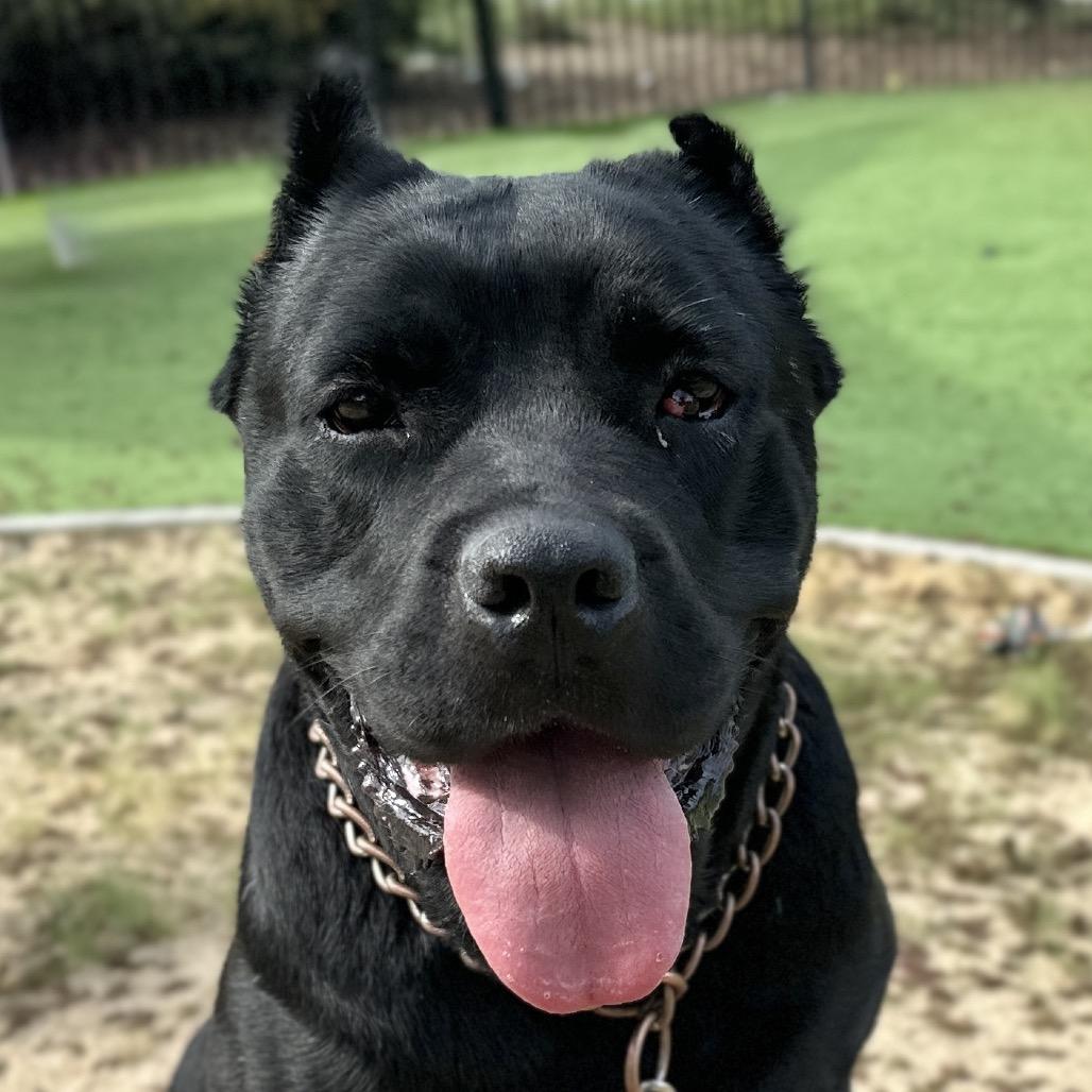 Enlarge Cricket - ECAS, a Adoptable mixed breed in Pleasanton, CA image 5/6