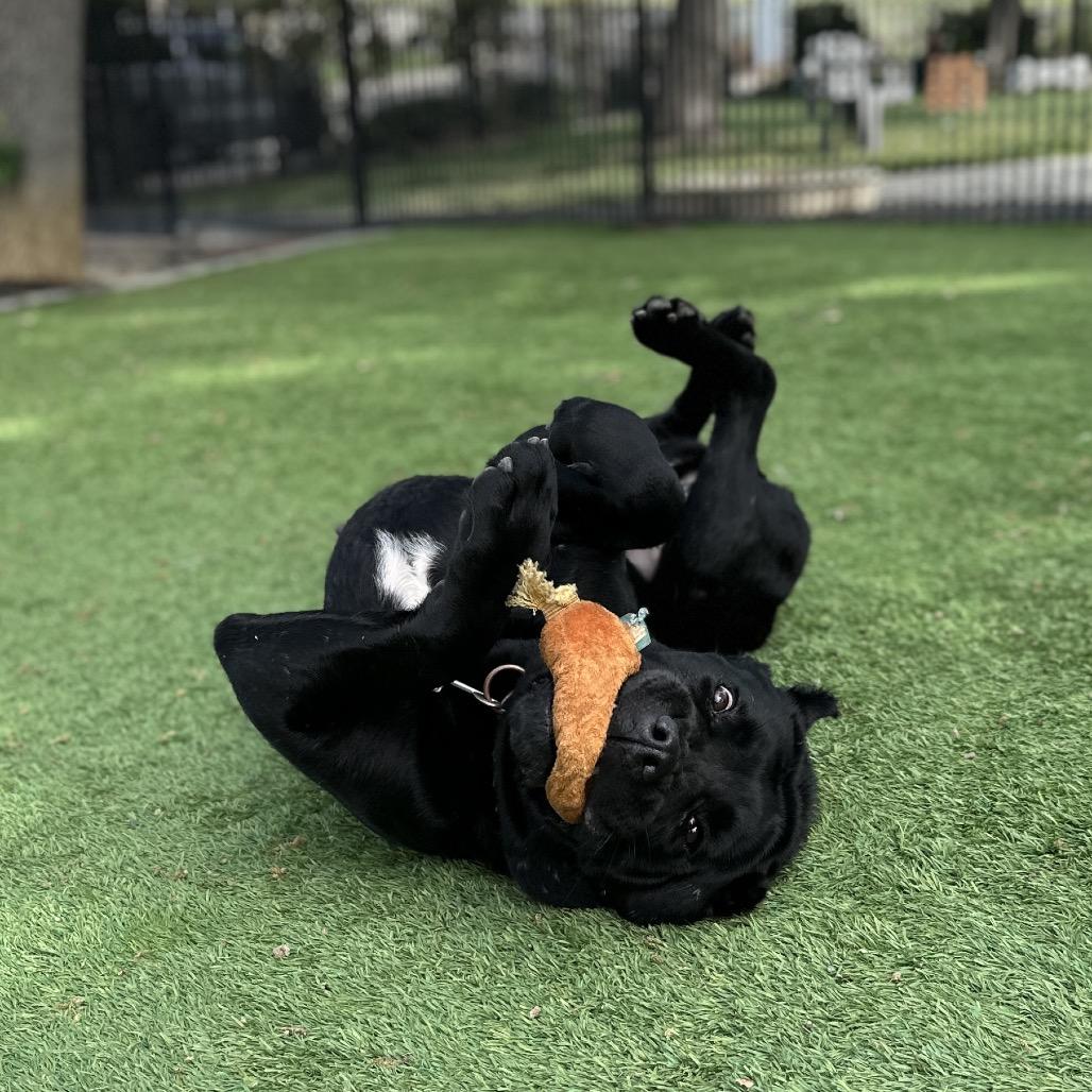 Enlarge Cricket - ECAS, a Adoptable mixed breed in Pleasanton, CA image 6/6