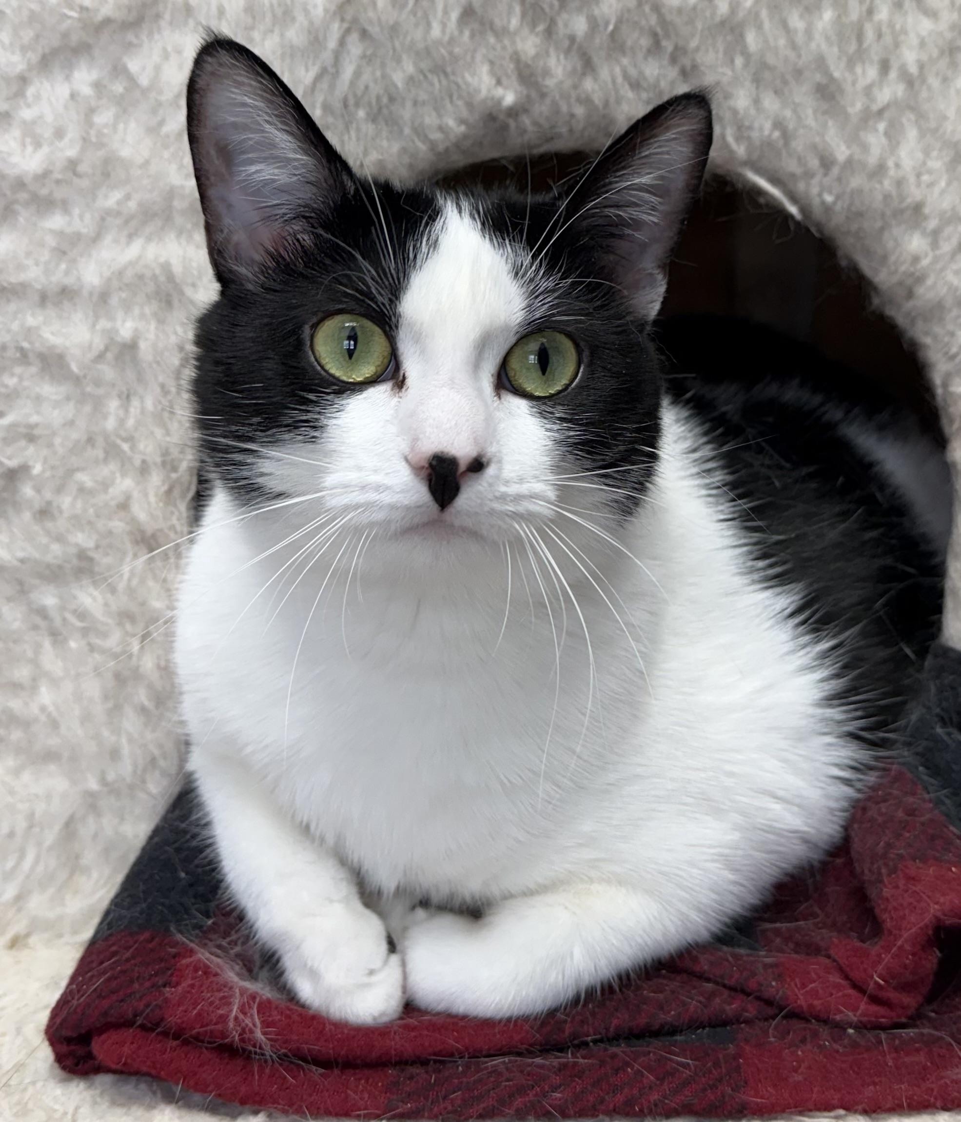 Enlarge Lilly, a ADOPTABLE Domestic Short Hair in Springfield, VT image 1/6