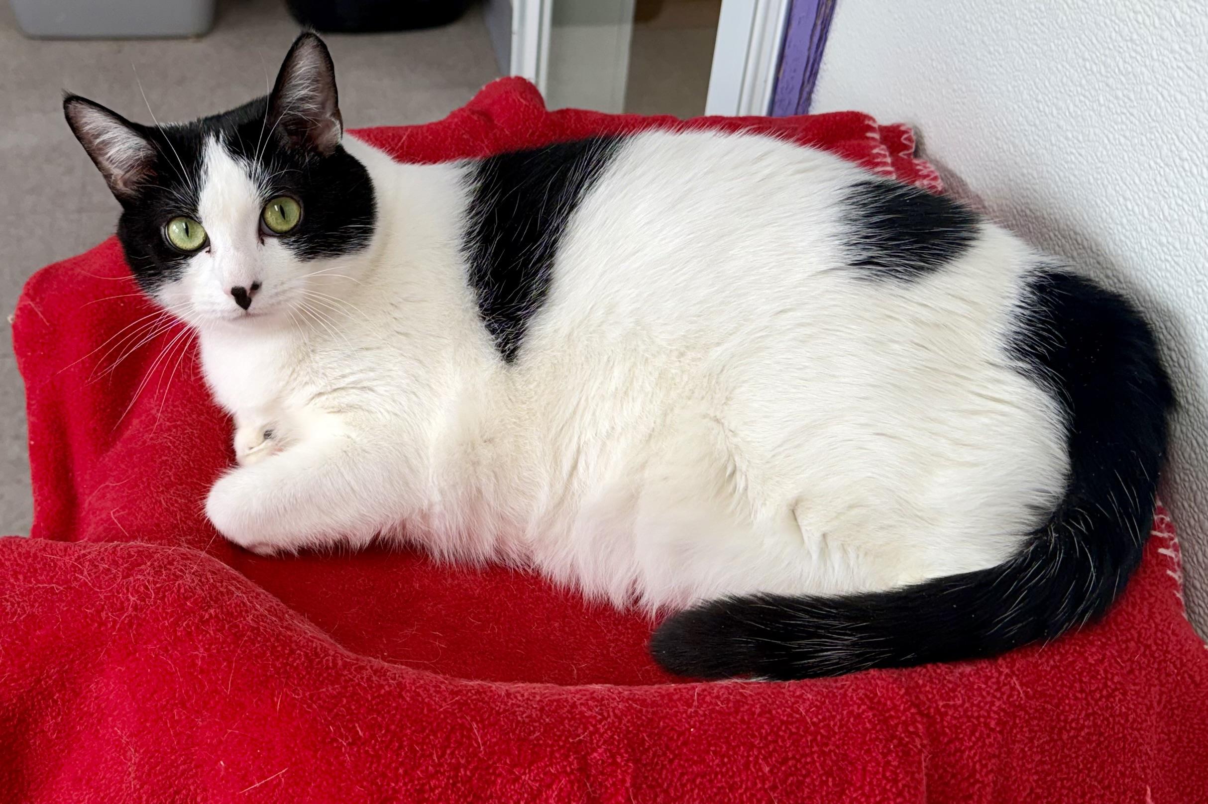 Enlarge Lilly, a ADOPTABLE Domestic Short Hair in Springfield, VT image 3/6