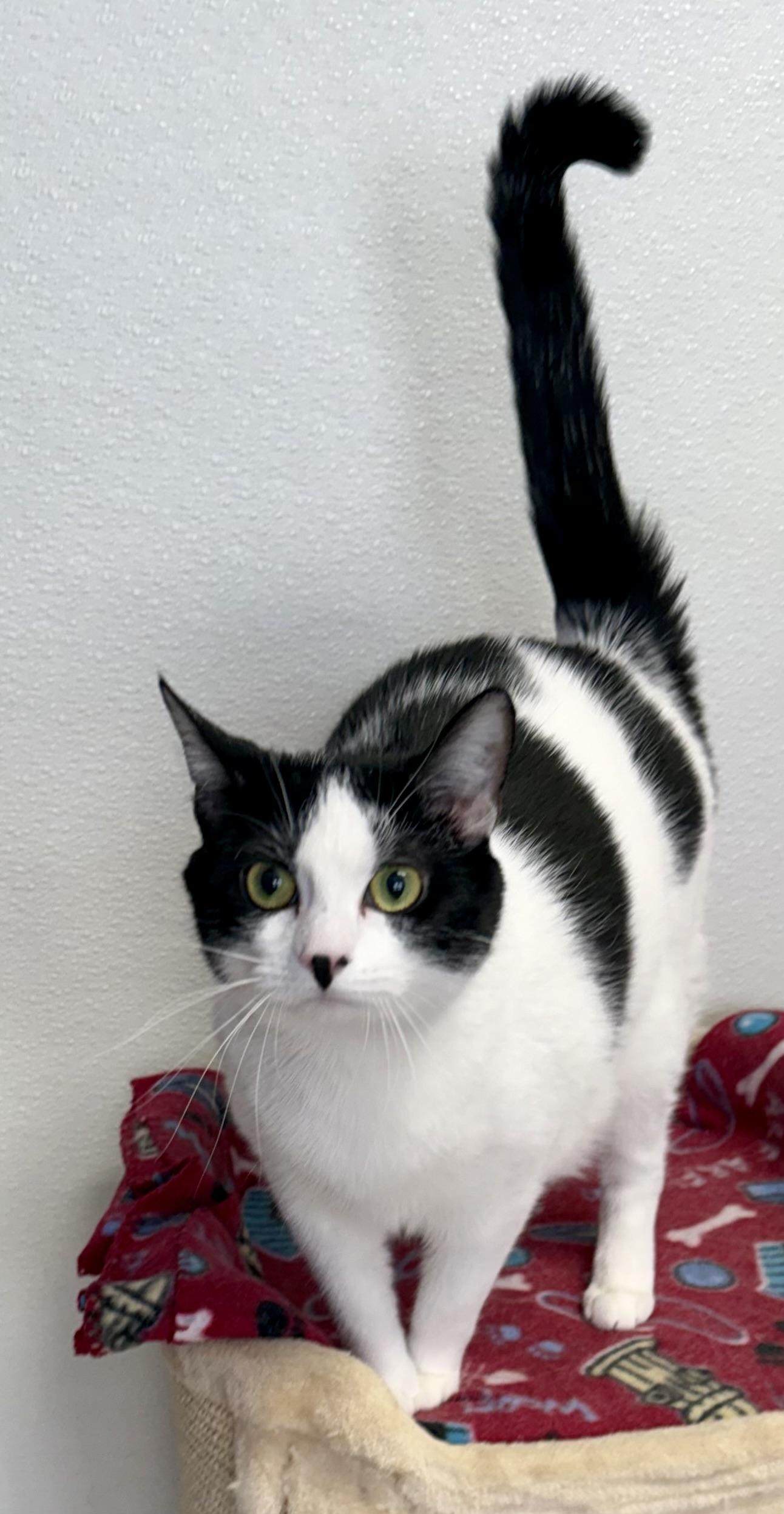 Enlarge Lilly, a ADOPTABLE Domestic Short Hair in Springfield, VT image 4/6