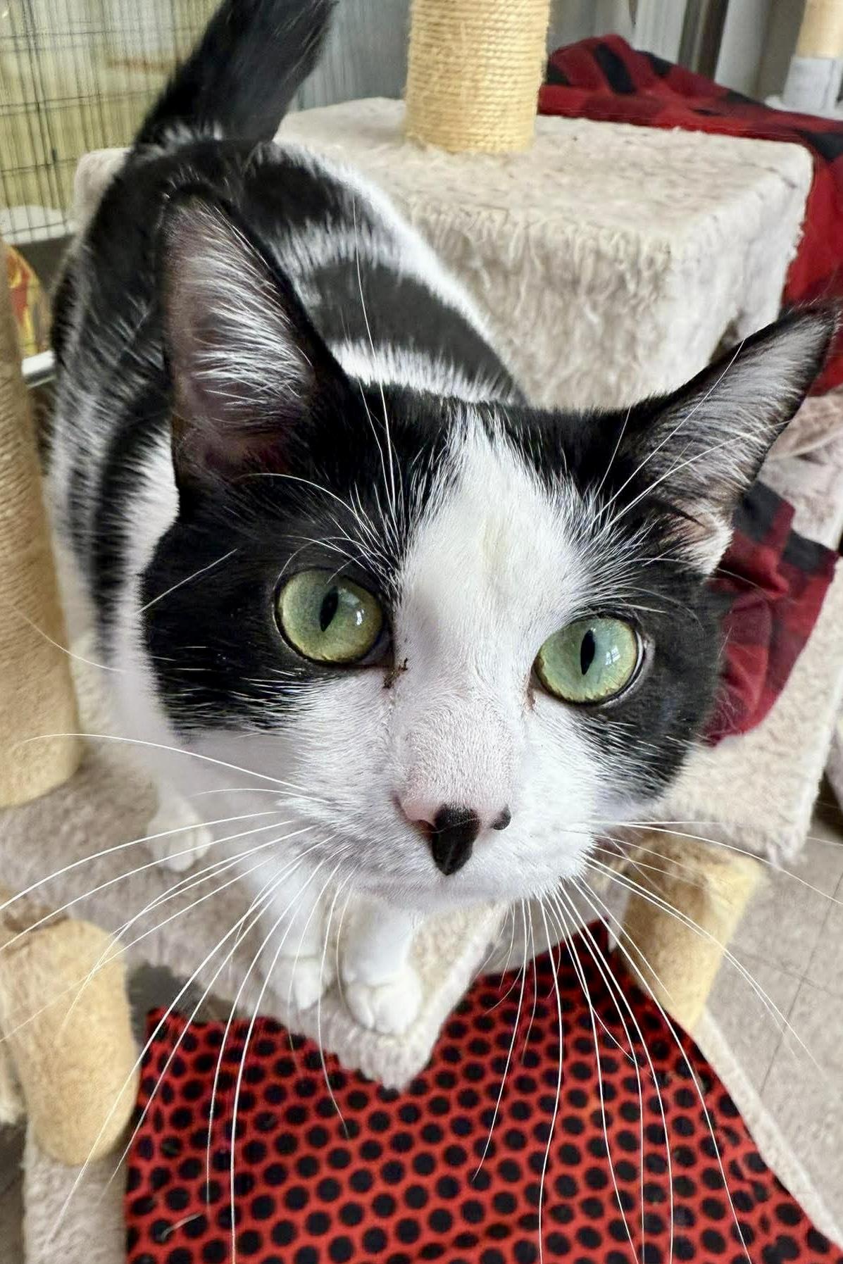 Enlarge Lilly, a ADOPTABLE Domestic Short Hair in Springfield, VT image 6/6