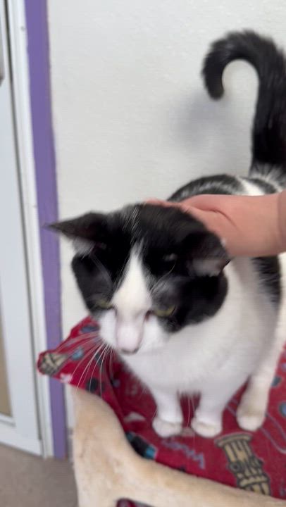 Enlarge Lilly, a ADOPTABLE Domestic Short Hair in Springfield, VT video 2/6