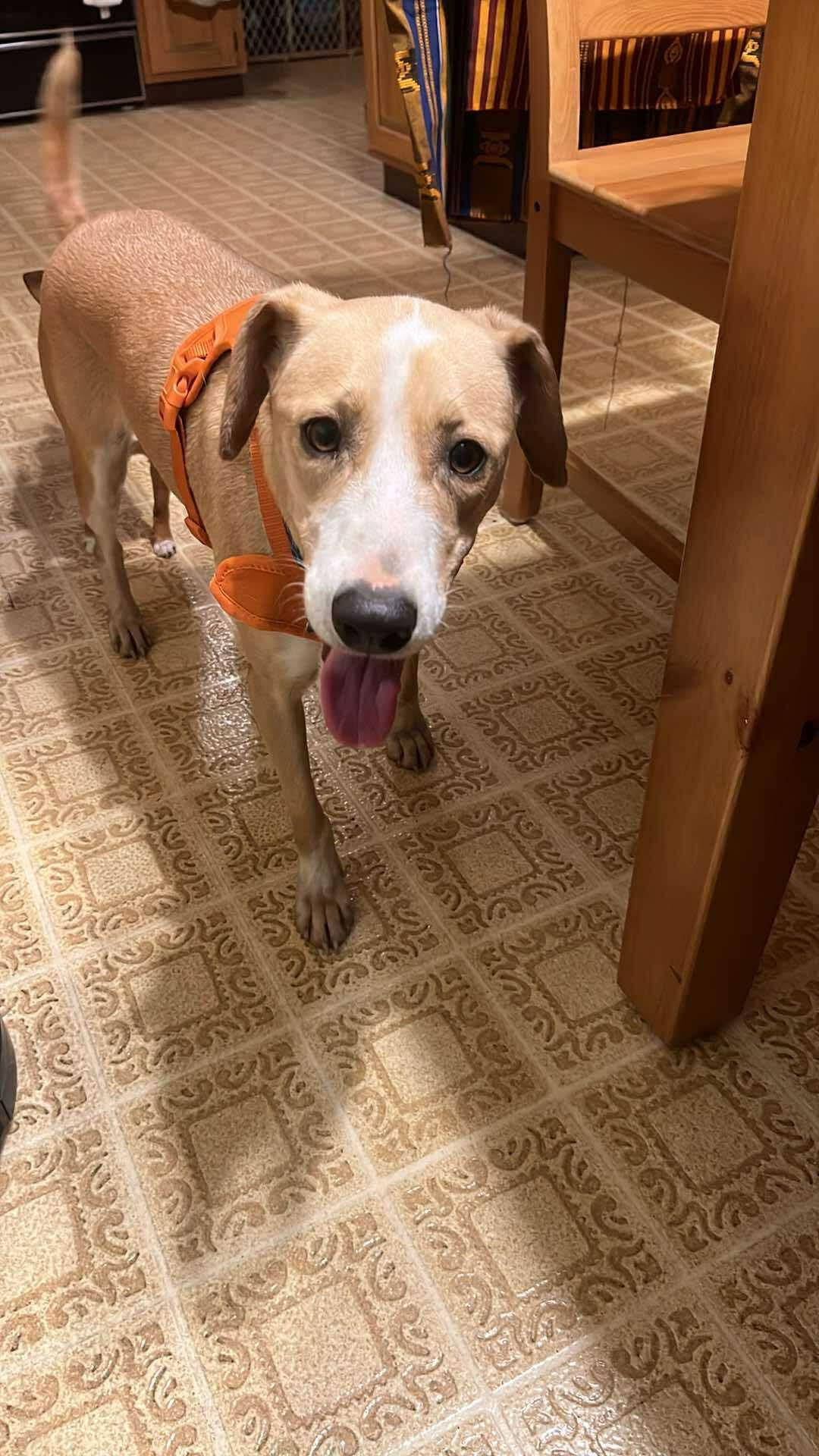 Lizzy, a Adoptable mixed breed in Maple Grove, MN image 2/6