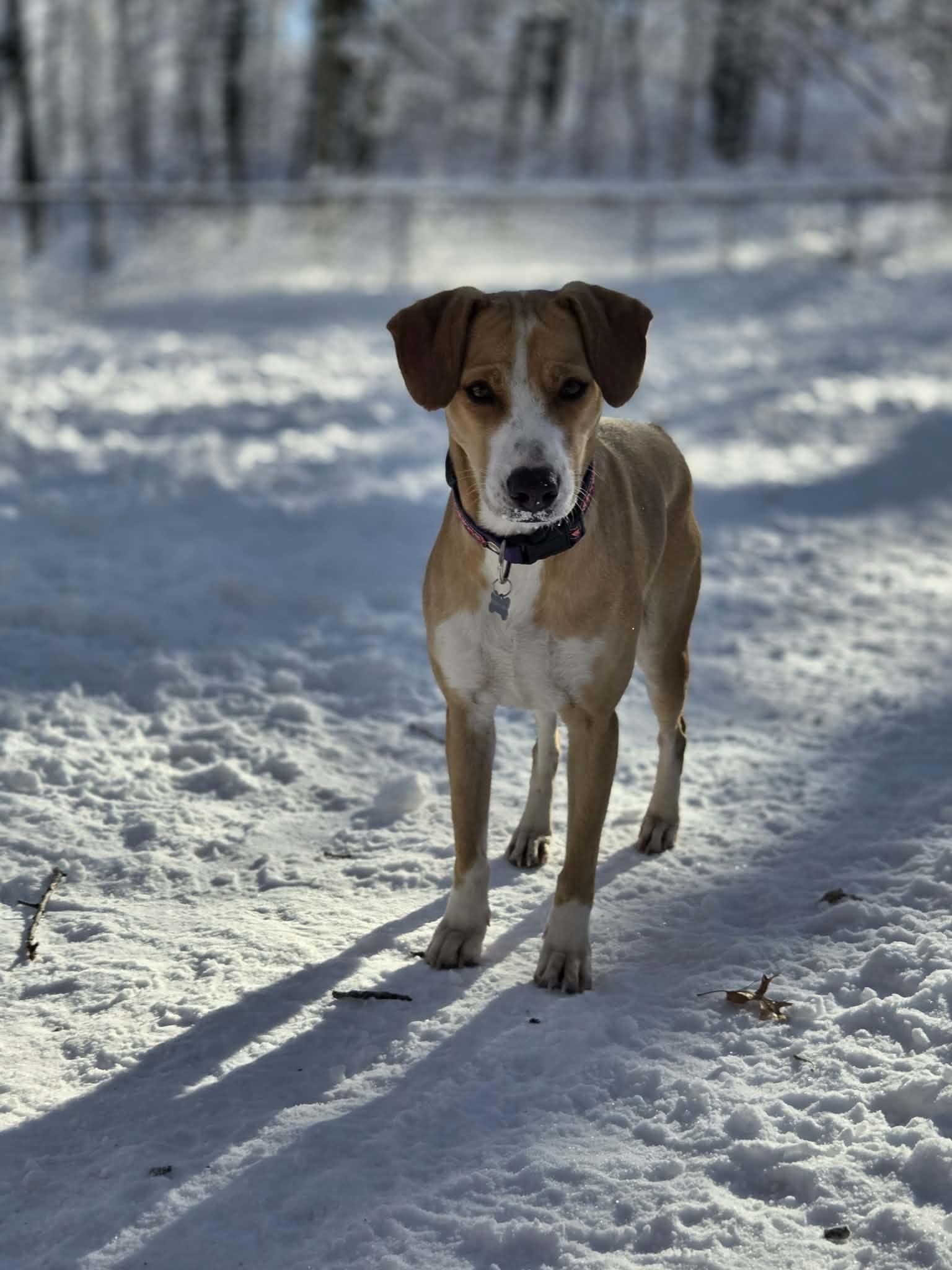 Lizzy, Adoptable, Young Female Labrador Retriever.