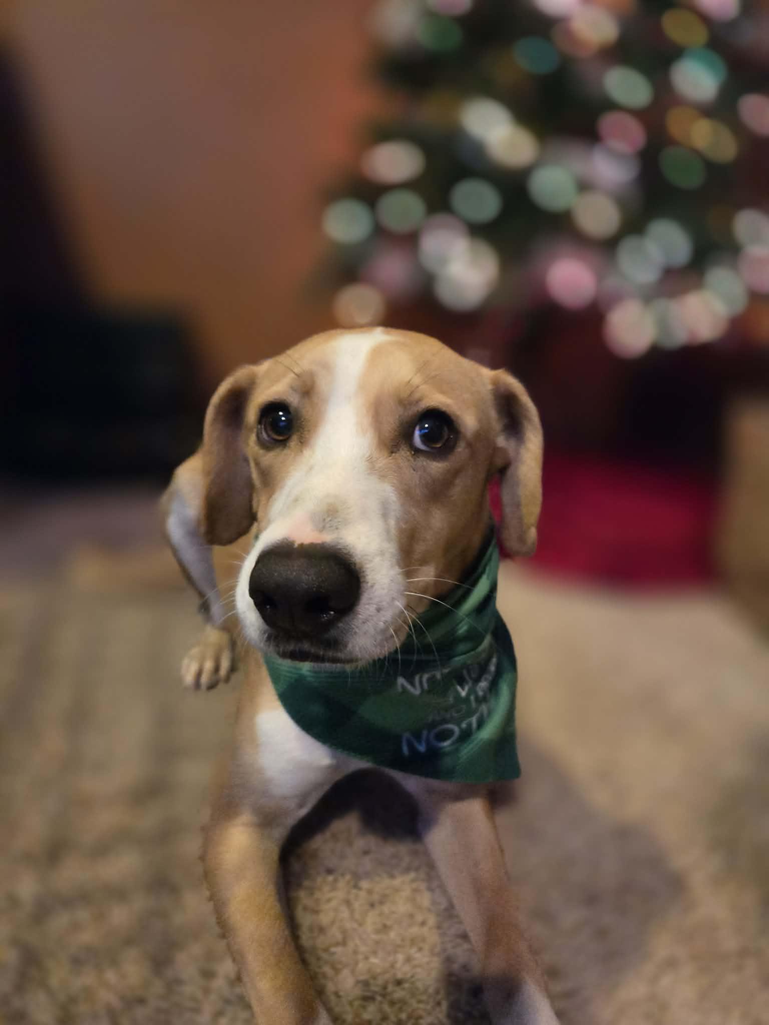 Enlarge Lizzy, a Adoptable mixed breed in Maple Grove, MN image 1/3