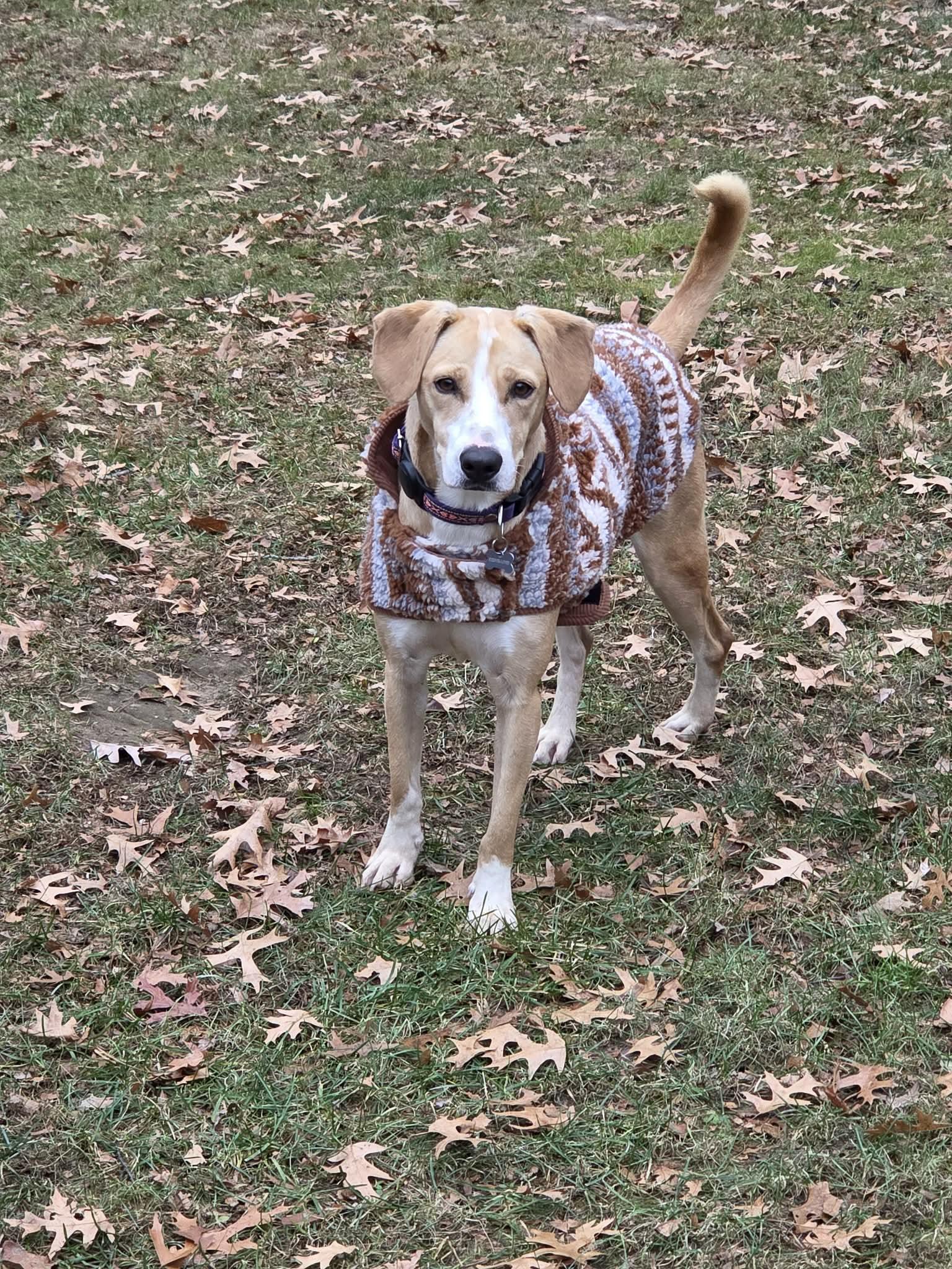 Lizzy, Adoptable, Young Female Labrador Retriever.