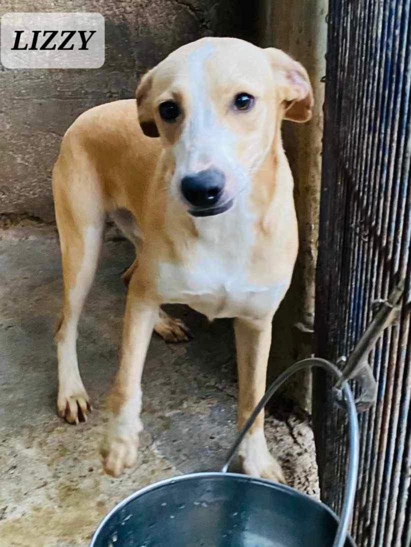 Lizzy, a Adoptable mixed breed in Maple Grove, MN image 3/6