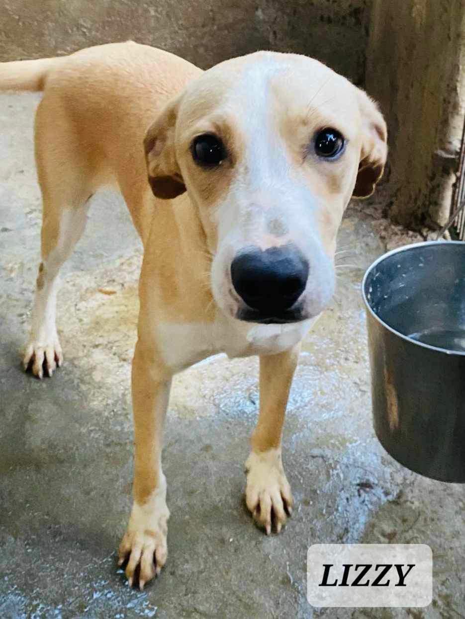 Lizzy, a Adoptable mixed breed in Maple Grove, MN image 4/6