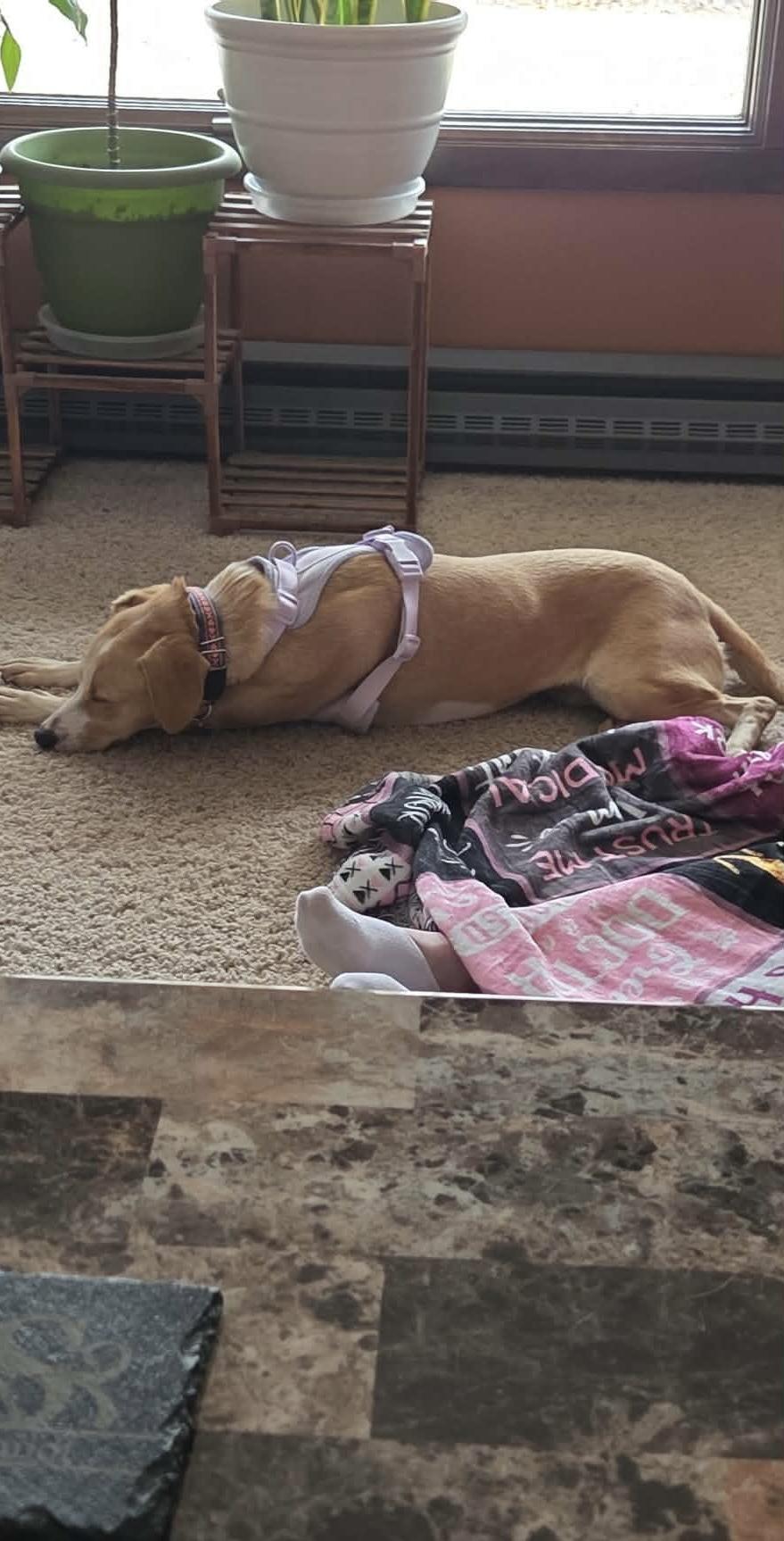 Lizzy, a Adoptable mixed breed in Maple Grove, MN image 5/6