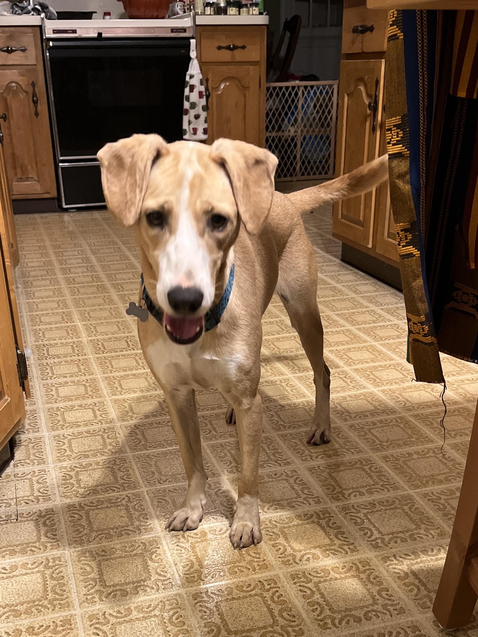 Lizzy, a Adoptable mixed breed in Maple Grove, MN image 6/6