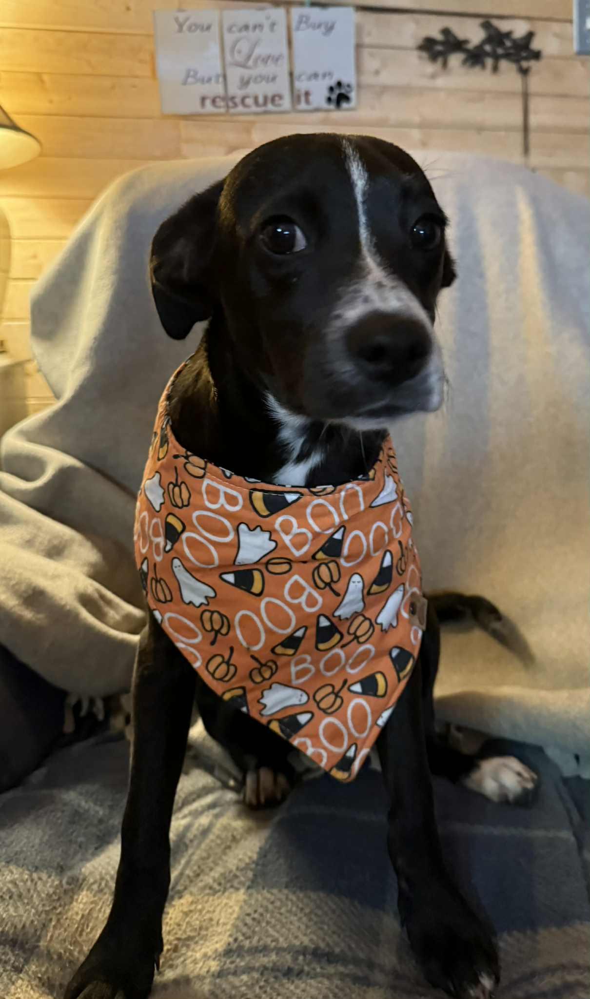 Brodie, a Adoptable mixed breed in North Freedom, WI image 1/4