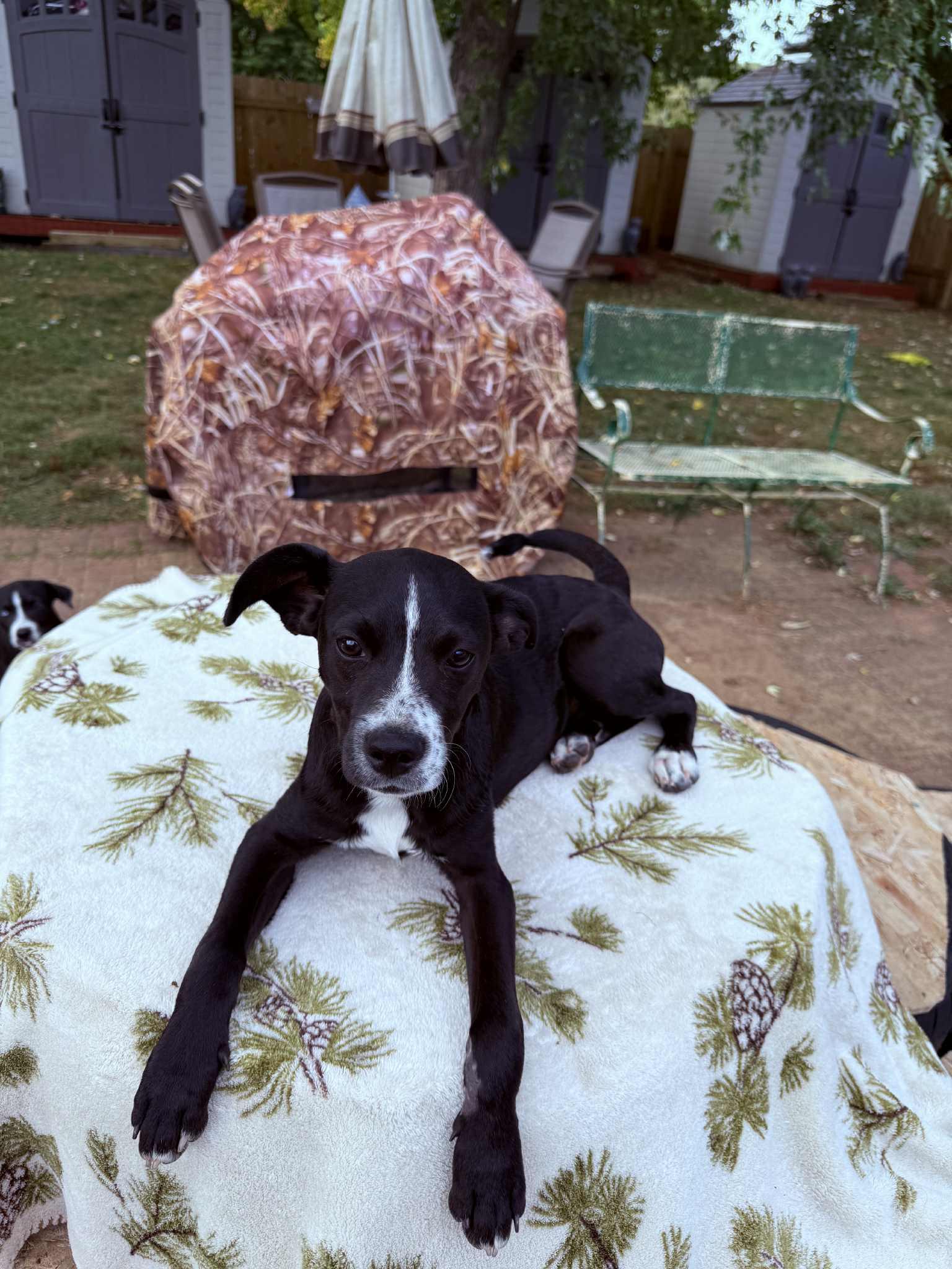 Brodie, a Adoptable mixed breed in North Freedom, WI image 2/4