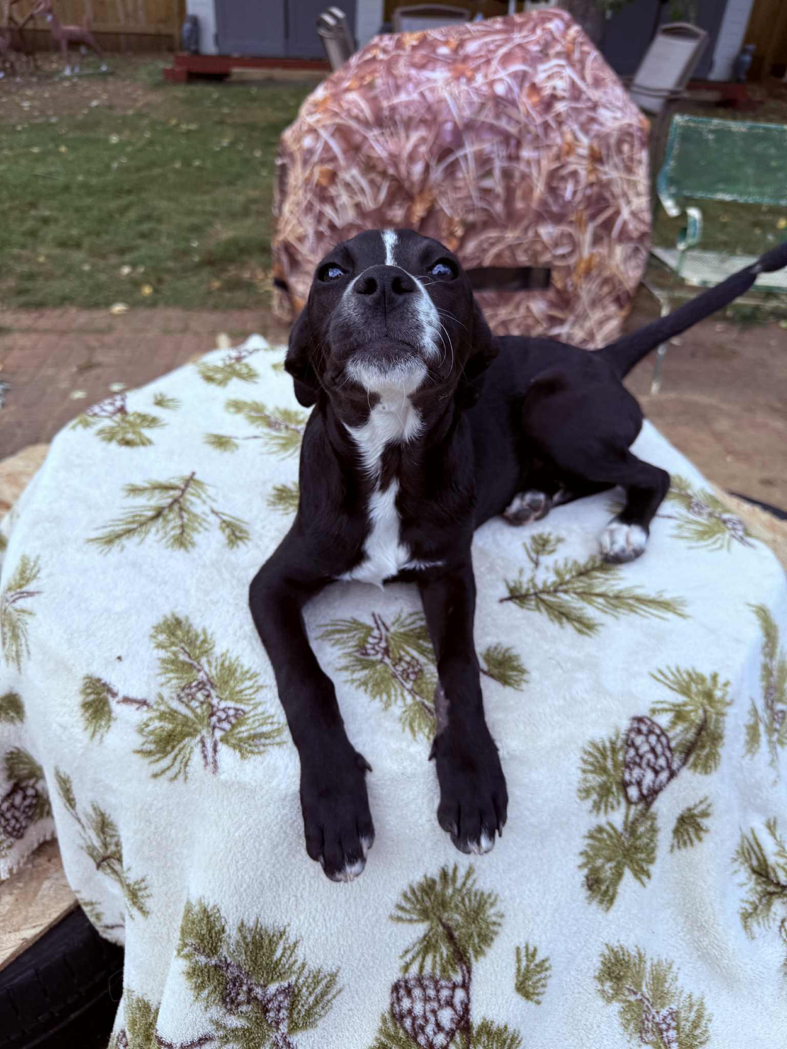 Brodie, a Adoptable mixed breed in North Freedom, WI image 3/4