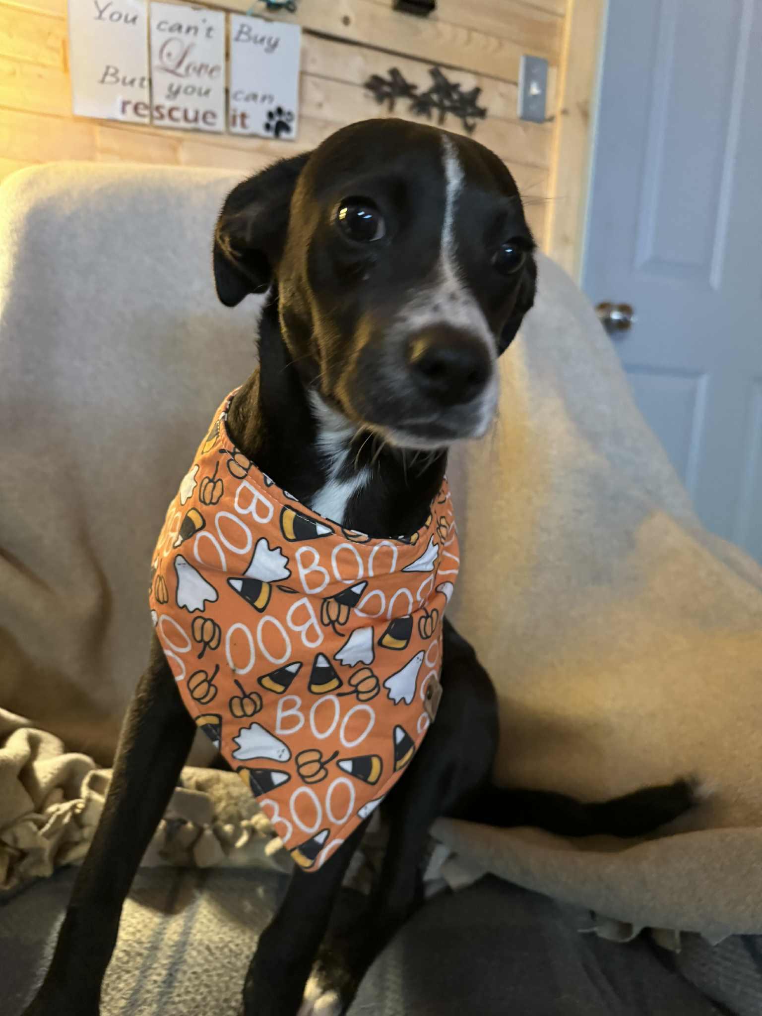 Brodie, a Adoptable mixed breed in North Freedom, WI image 4/4