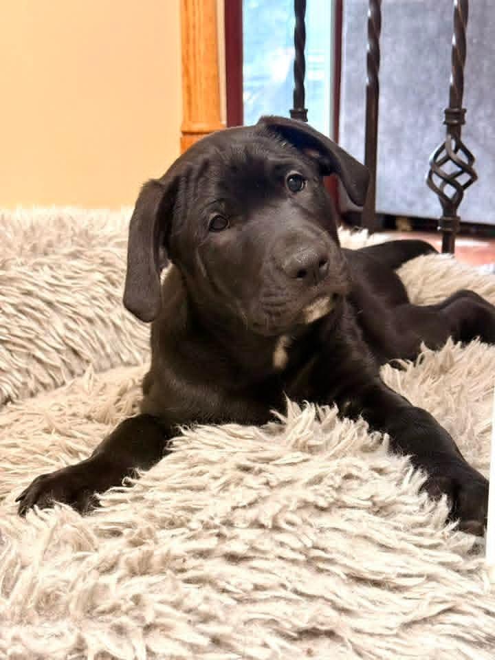 Enlarge River , a ADOPTABLE mixed breed in East Peoria, IL image 2/2