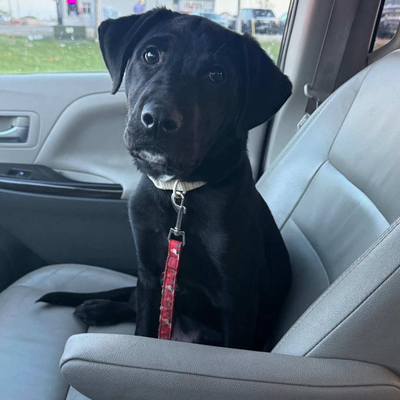 River , adoptable, Puppy Male Black Labrador Retriever.
