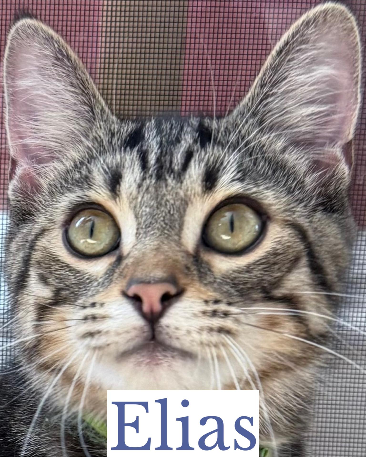 Elias
