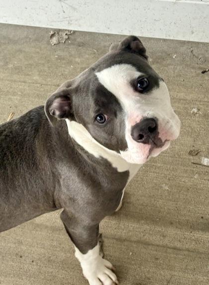 Muffin, Adoptable, Adult Female Mixed Breed & Mixed Breed.