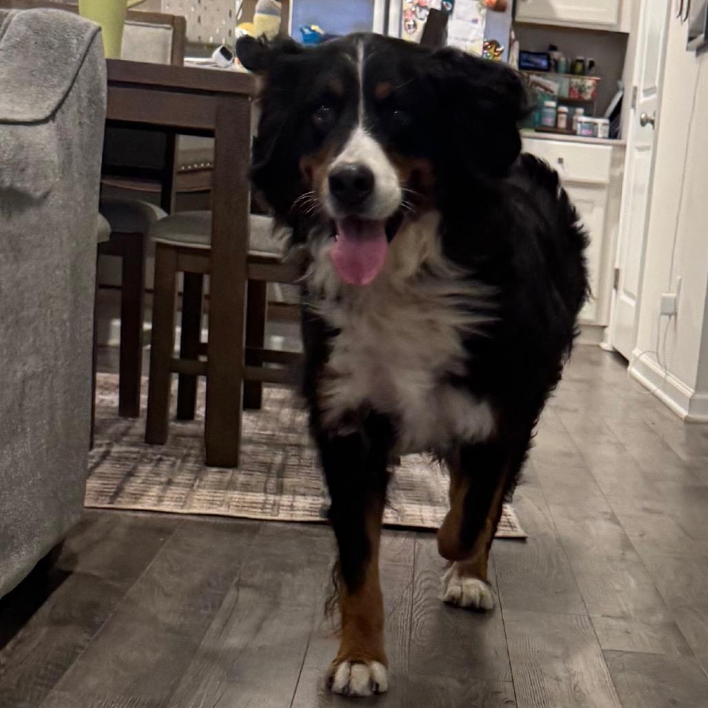 Enlarge Dolores, a Adoptable Bernese Mountain Dog in Sinking Spring, PA image 1/6