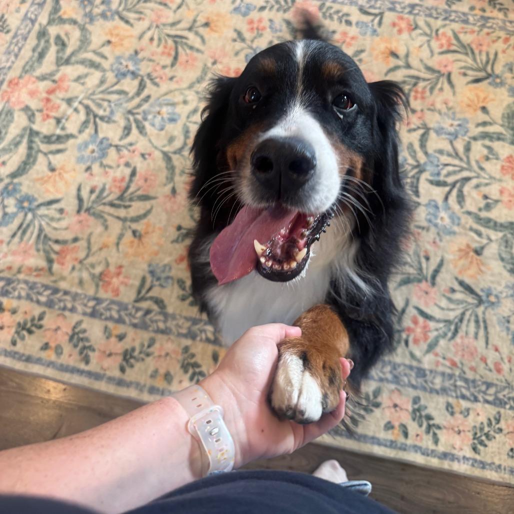 Enlarge Dolores, a Adoptable Bernese Mountain Dog in Sinking Spring, PA image 2/6