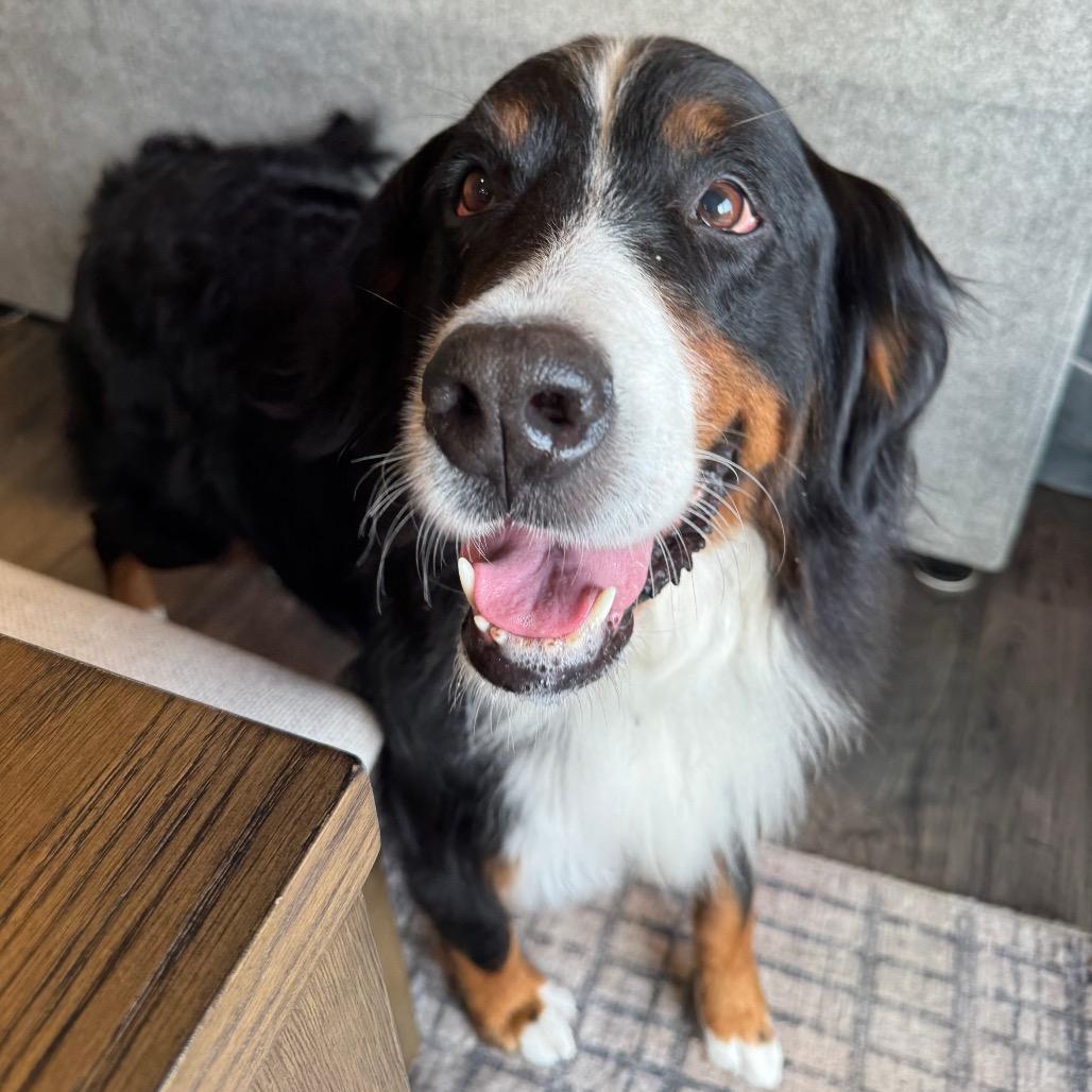 Enlarge Dolores, a Adoptable Bernese Mountain Dog in Sinking Spring, PA image 3/6