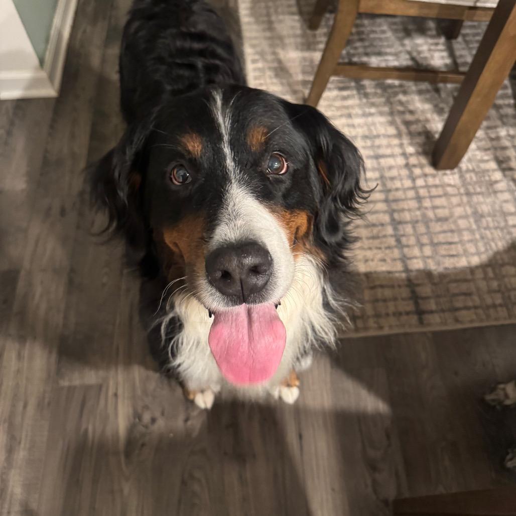 Enlarge Dolores, a Adoptable Bernese Mountain Dog in Sinking Spring, PA image 4/6