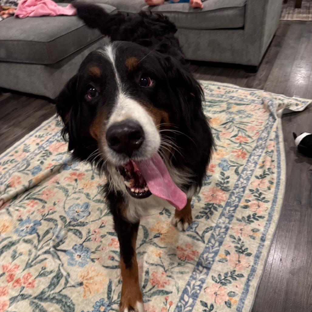 Enlarge Dolores, a Adoptable Bernese Mountain Dog in Sinking Spring, PA image 5/6
